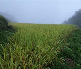 202012071748443167_280x240